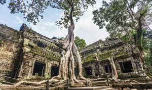 Angkor Thom Tree