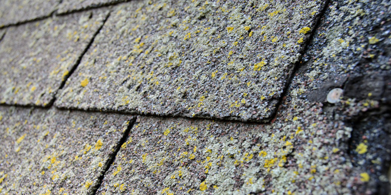 Why Soft Washing Is Best for Shingle Roof Cleaning